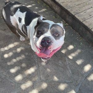 Meet your Posher, Gisele